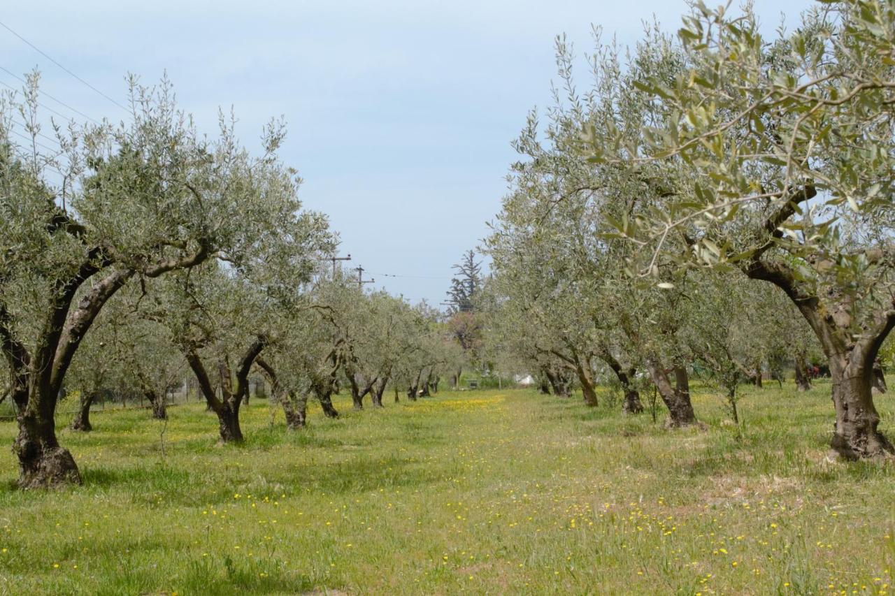 Olivemare Holidays Неа-Ираклия Экстерьер фото